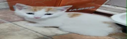 Mixed Breed cats for sale: Two ginger and white kittens  - Advert 1