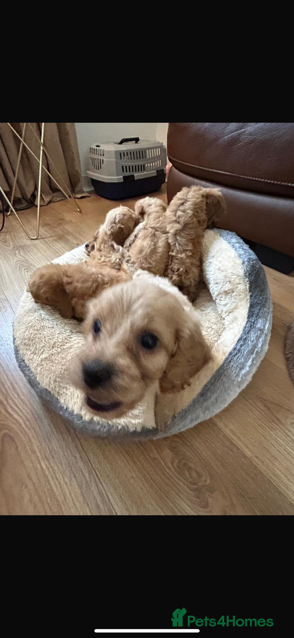 Cockapoo dogs for sale: Cockapoo puppies in Aberdeen - Advert 23