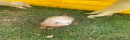 Ferret rodents for sale: Ferrets for sale.  in Salisbury - Advert 2