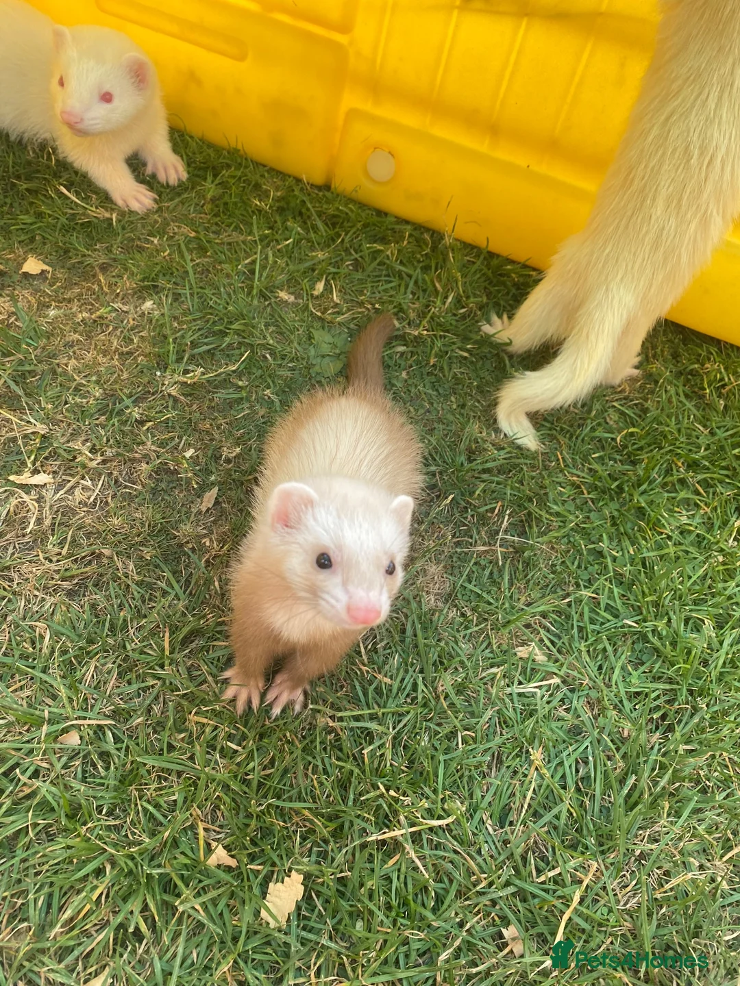 Ferret rodents for sale: Ferrets for sale.  in Salisbury - Advert 2