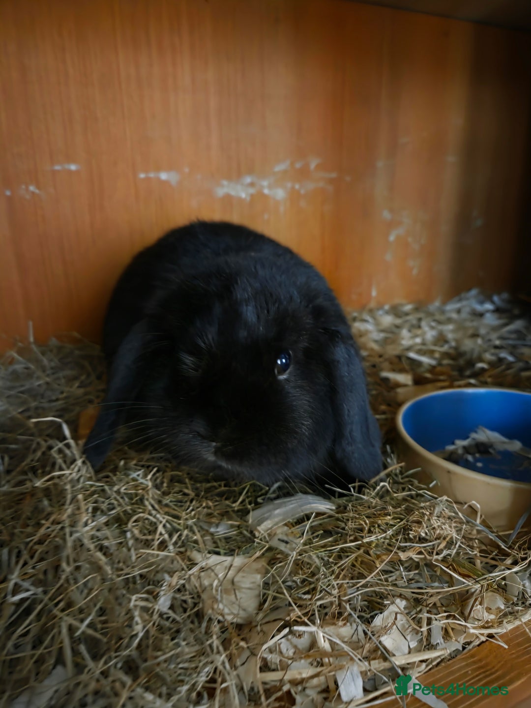 Mini Lop rabbits for sale: 💙🩷friendly pure bred mini lops from £20🩷💙 - Image 10