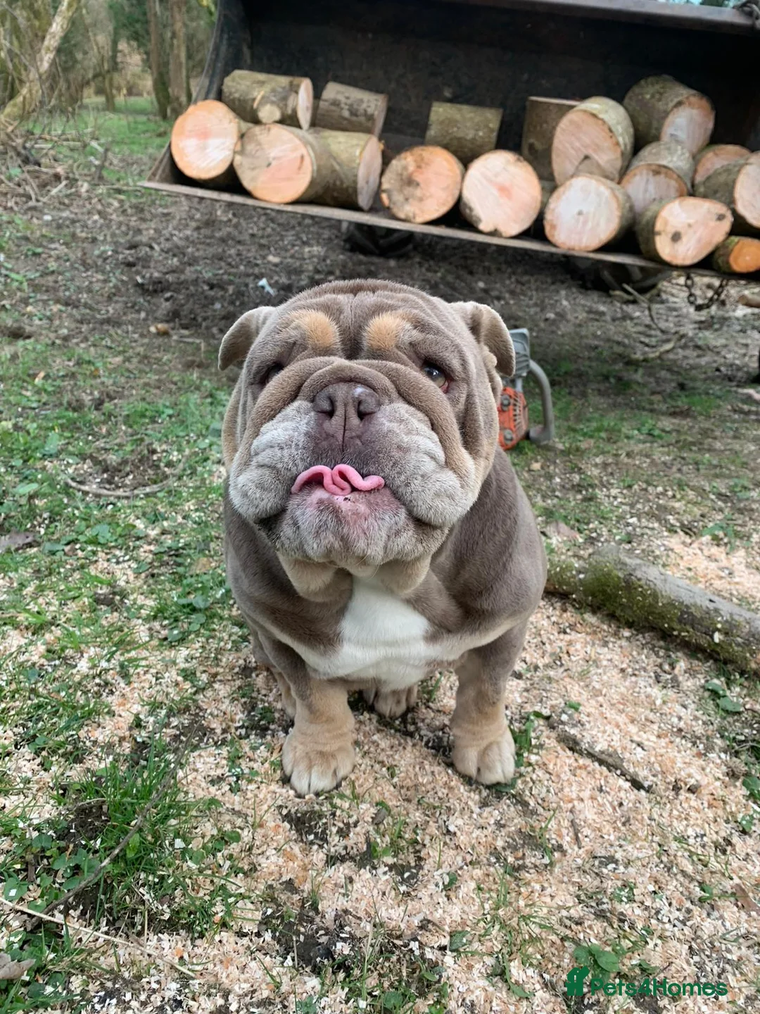English Bulldog dogs for sale: English Bulldog Puppies Rare Coloured Ready now! - Advert 13