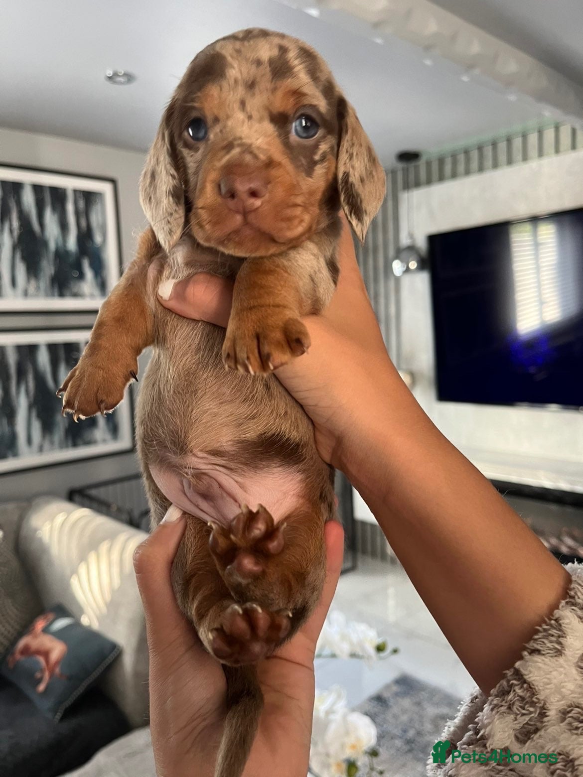Miniature Dachshund dogs for sale: Miniature Dachshund - Advert 1