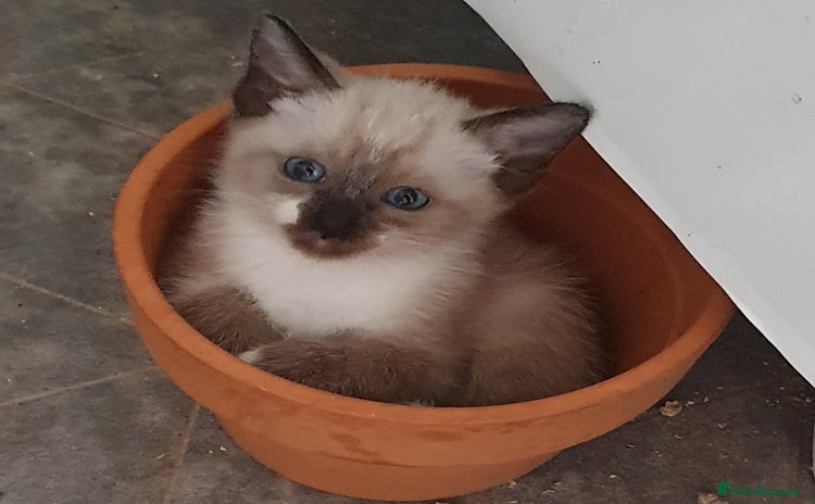 Mixed Breed cats - Advert 1