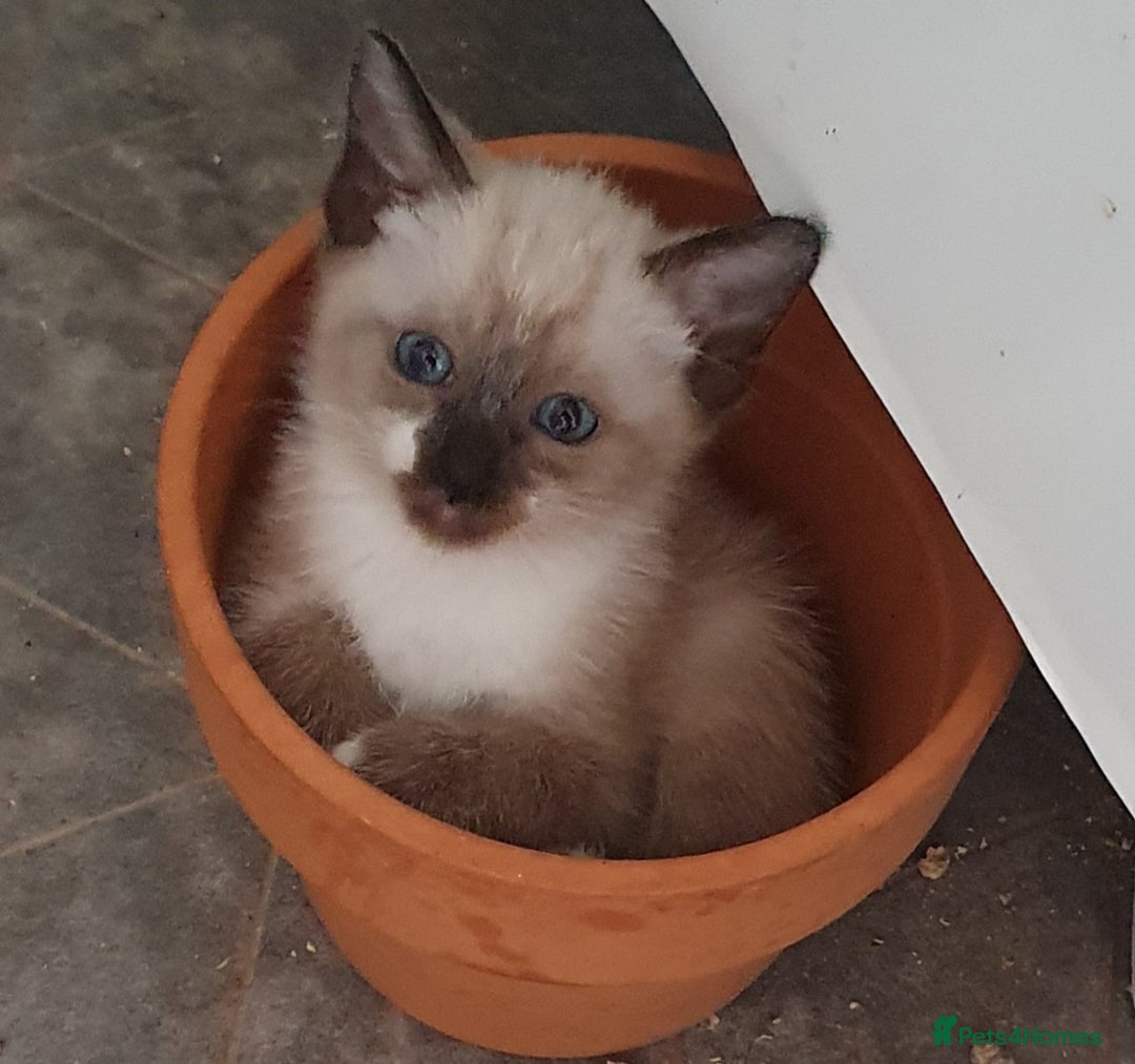 Mixed Breed cats for sale: Beautiful Siamese Cross Kittens - Image 21
