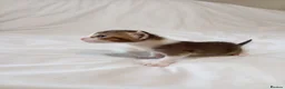 Mixed Breed cats for sale: Abyssinian X from outcross programme - Advert 13