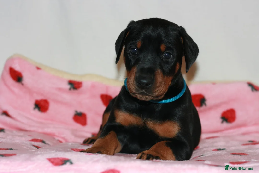 Dobermann dogs for sale: Evalesco Dobermanns - Advert 26