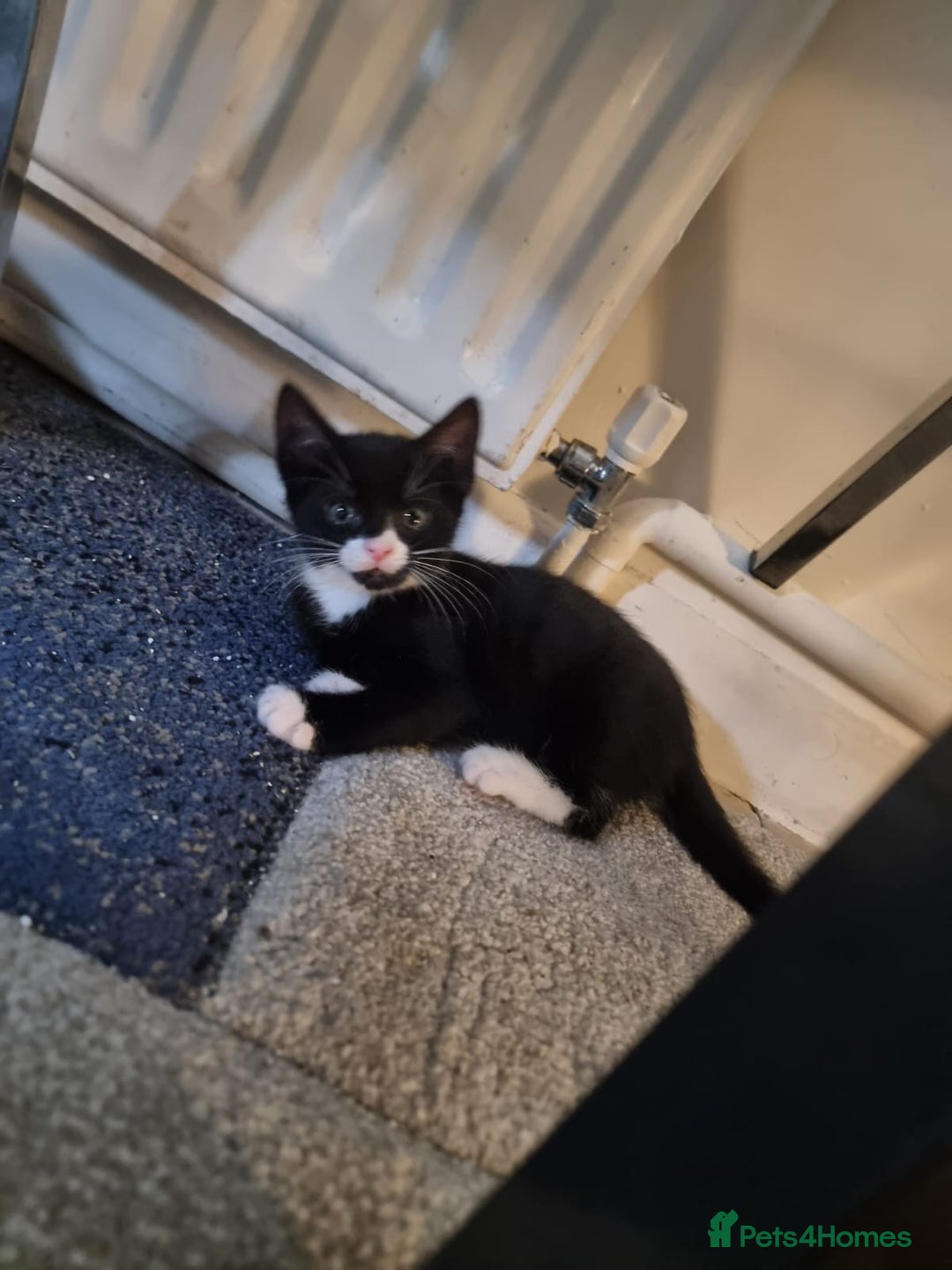 Mixed Breed cats for sale: Ginger tuxedo kittens  - Advert 13