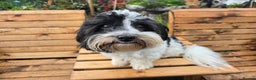 Havanese dogs for stud: KC Registered Havanese Stud - Advert 1
