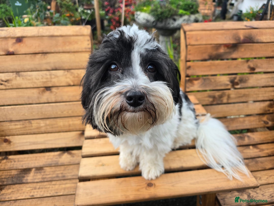 Havanese dogs for stud: KC Registered Havanese Stud - Advert 1