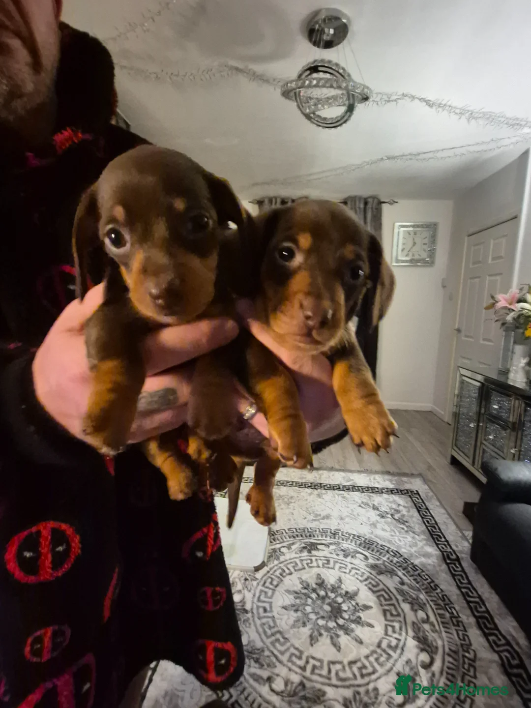 Miniature Dachshund dogs for sale: Beautiful miniature daschunds for sale in Wrexham - Advert 9