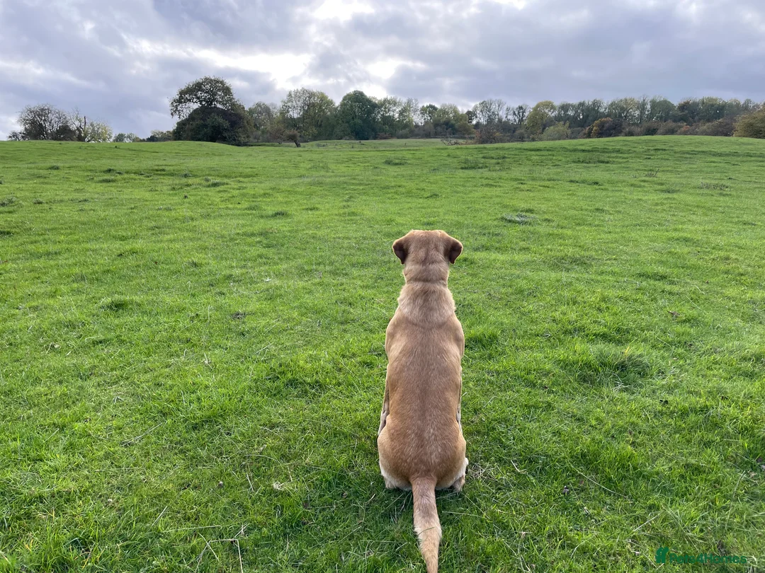 Labrador Retriever dogs for stud: Fully health Tested Labrador, Carrying Fox Red in Tewkesbury - Advert 18
