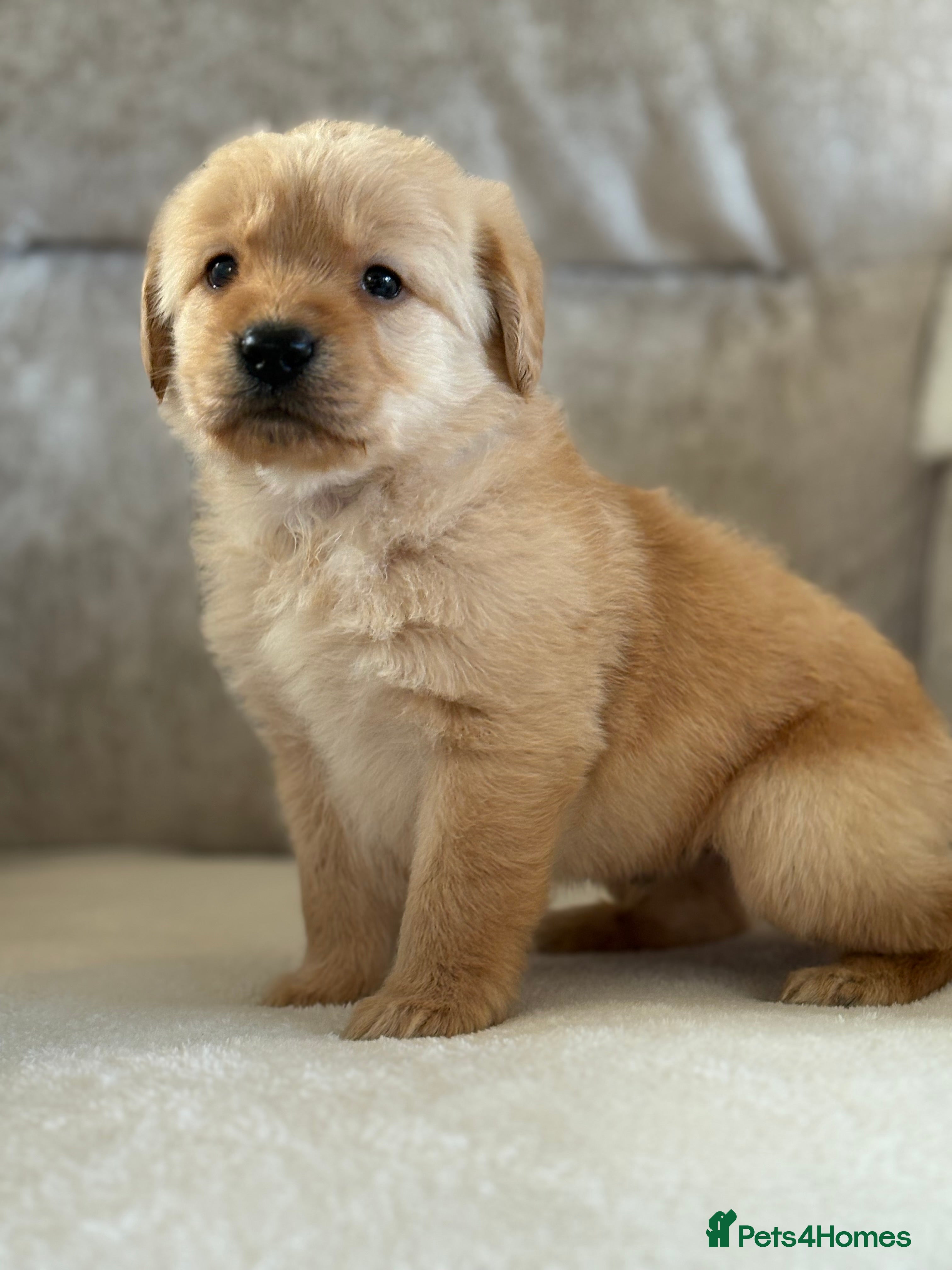 Labradoodle dogs Gorgeous f1 labradoodle puppies - Advert 3