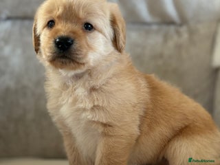 Labradoodle dogs Gorgeous f1 labradoodle puppies - Advert 6