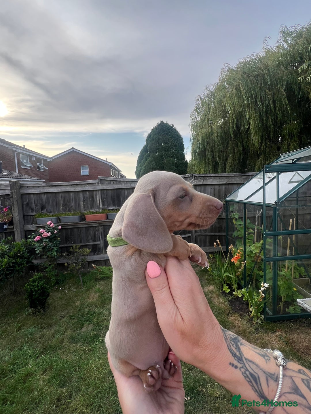 Miniature Dachshund dogs for sale: Miniature Dachshund Isabella Tan Short Soft Coat - Image 3