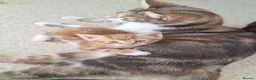 Bengal cats for sale: Beautiful kittens for sale  in Nottingham - Advert 13