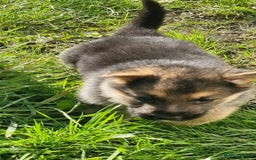 German Shepherd dogs for sale: KC registered German Shepherd puppies  - Image 20