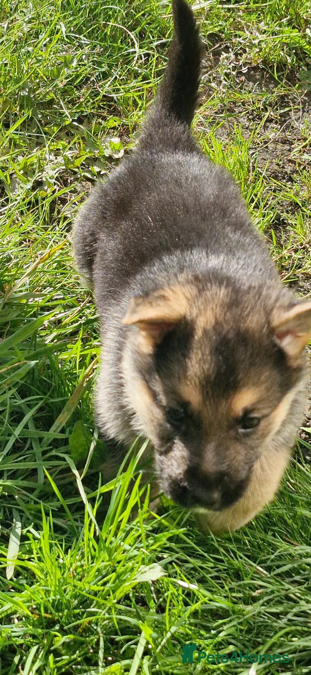 German Shepherd dogs for sale: KC registered German Shepherd puppies  - Image 20