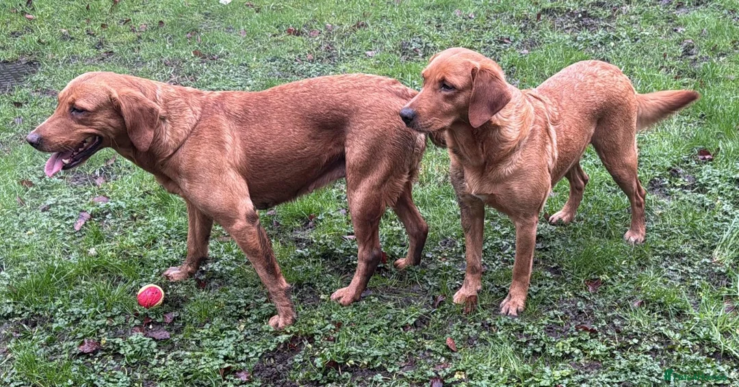 Goldador dogs for sale: BORN FROM HIP, ELBOW AND DNA PERFECT PARENTS - Advert 24