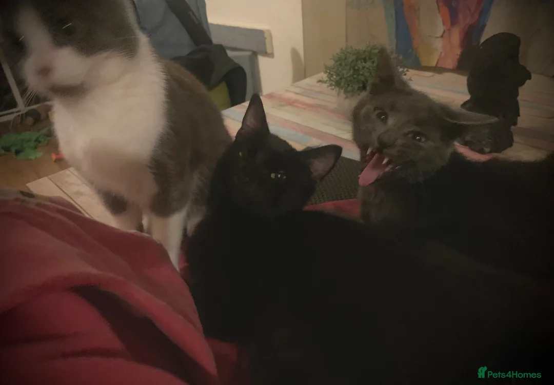 Mixed Breed cats for sale: Youngsters looking for home - Advert 22