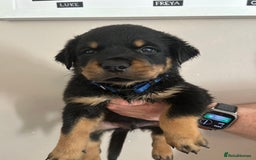 Rottweiler dogs for sale: Chunky Rottweilers for Sale - Image 20