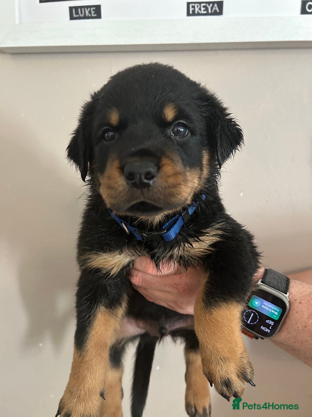 Rottweiler dogs for sale: Chunky Rottweilers for Sale - Image 20