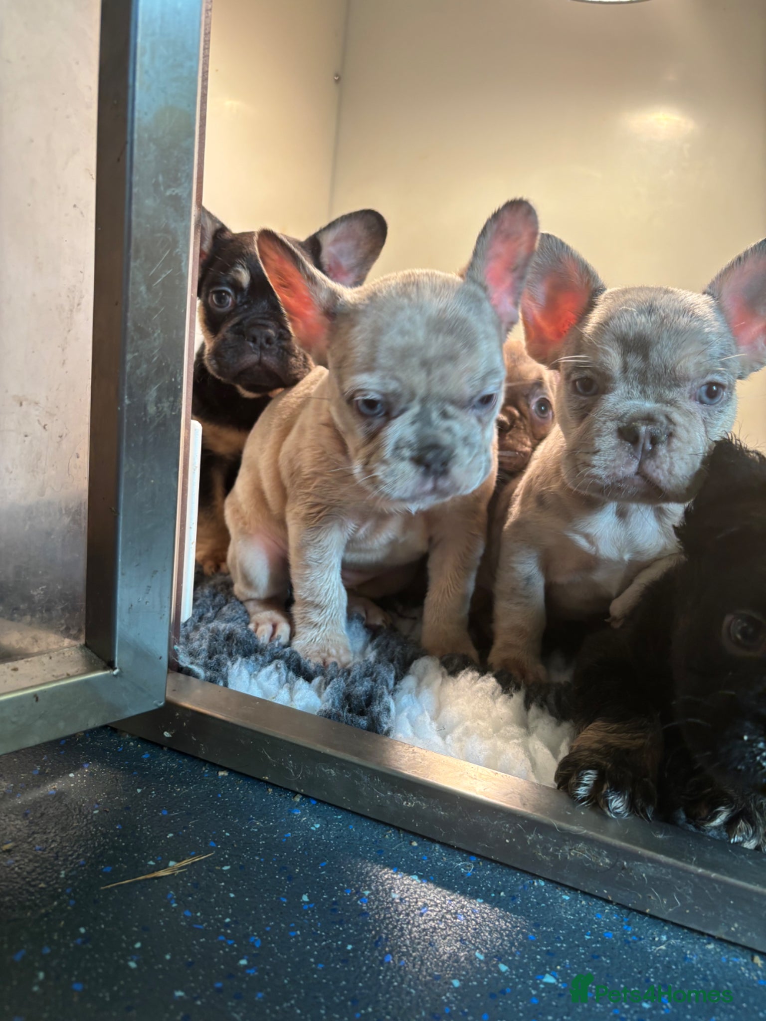 French Bulldog dogs French bulldog fluffy carriers  - Advert 1