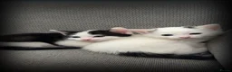 Turkish Van cats for sale: Turkish Van Kittens – Boy & Girl Ready to Go 🤍🖤 - Advert 2