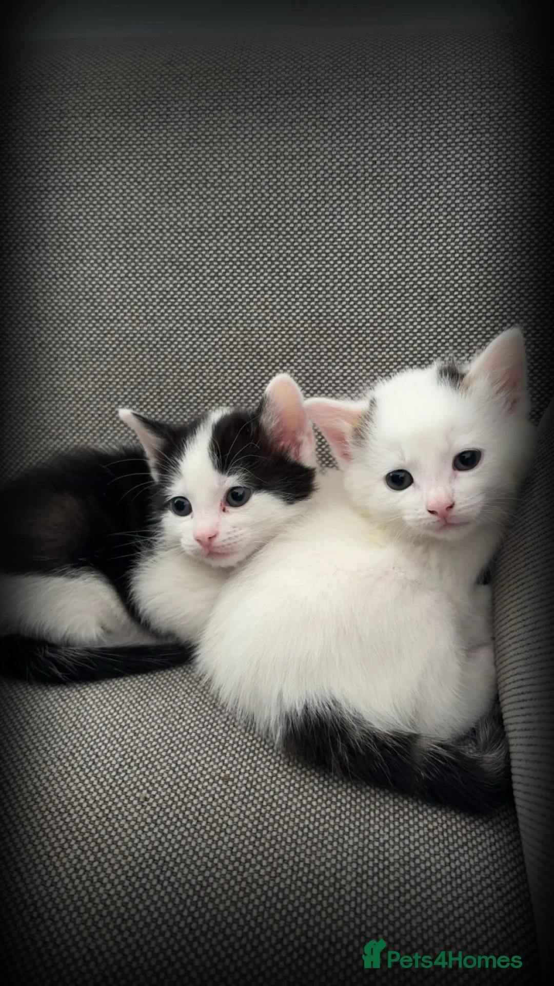 Turkish Van cats for sale: Turkish Van Kittens – Boy & Girl Ready to Go 🤍🖤 - Advert 2