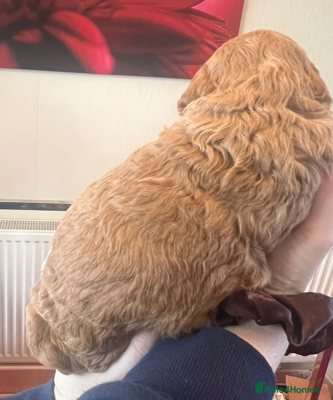 Poochon dogs for sale: Beautiful Poochon Puppies - Advert 2