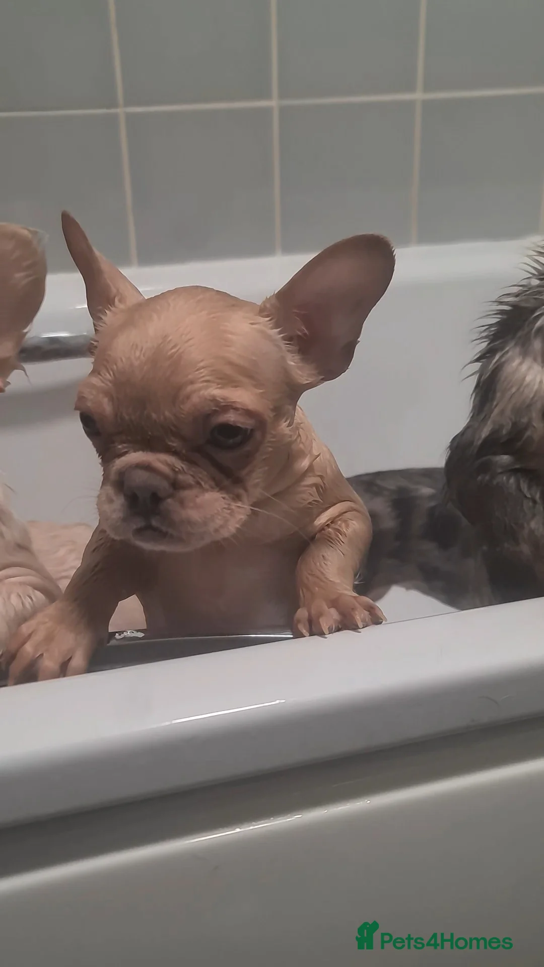 French Bulldog dogs for sale: ✨ Enchanted Frenchie Puppies Ready Now! ✨ - Advert 31