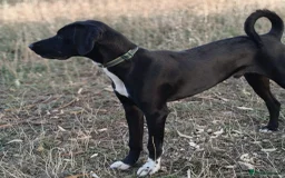 Mixed Breed dogs for adoption: Enzo (Labrador/Pointer mix) - Image 2