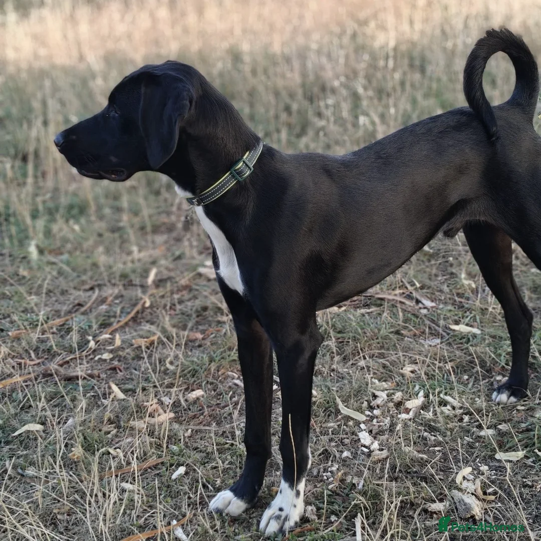 Mixed Breed dogs for adoption: Enzo (Labrador/Pointer mix) - Image 2