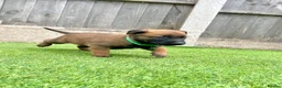 Belgian Shepherd Dog dogs for sale: KC Belgian Malinois Puppys for sale - Advert 9