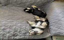 Morkie dogs for sale: Stunning F1 Morkie Puppies - Image 12