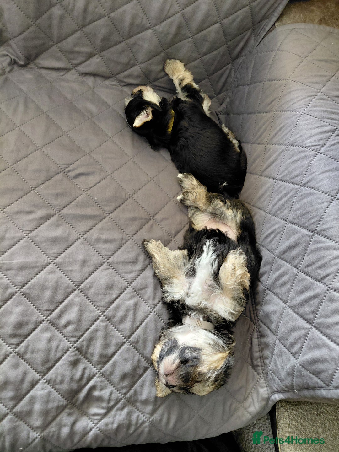 Morkie dogs for sale: Stunning F1 Morkie Puppies - Image 12