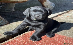 Labrador Retriever dogs for sale: Show chunky black Girls Available  - Image 1