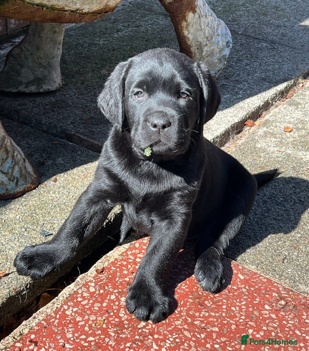 Labrador Retriever dogs for sale: Show chunky black Girls Available  - Image 1