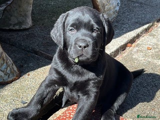 Labrador Retriever dogs - Advert 3