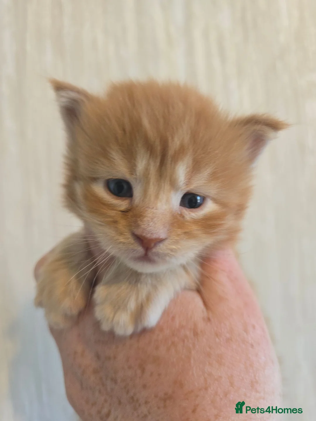 Maine Coon cats for sale: Red Maine Coon XXL Kittens - Advert 1