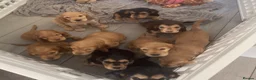 Cocker Spaniel dogs for sale: 2 left!!10 Adorable Show Cocker spaniels - Advert 1