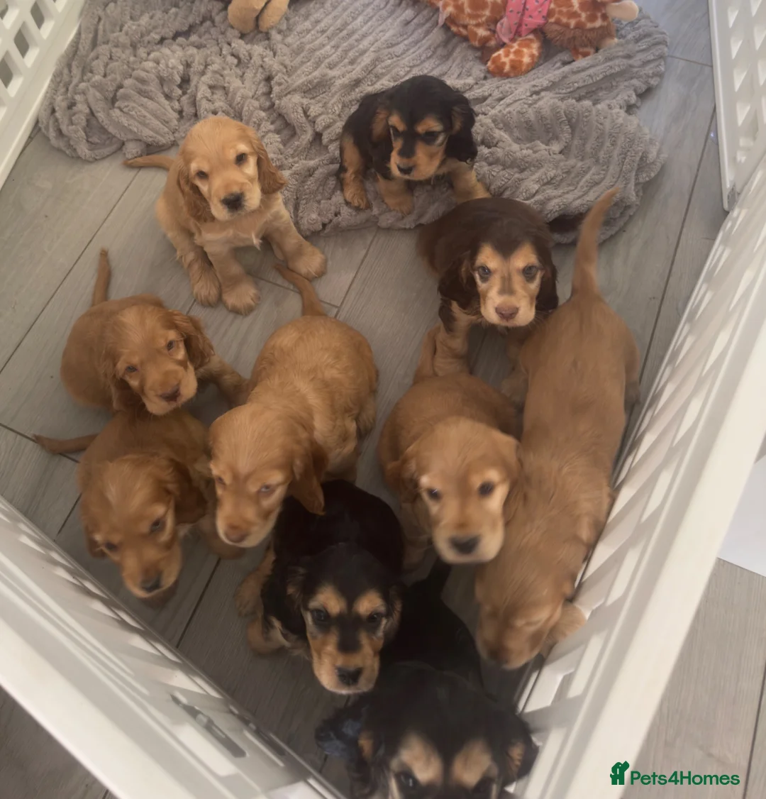 Cocker Spaniel dogs for sale: 2 left!!10 Adorable Show Cocker spaniels - Advert 1