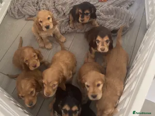 Cocker Spaniel dogs 10 Adorable Show Cocker spaniels - Advert 16