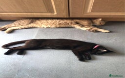 British Shorthair cats for sale: Black British Shorthair Female - Image 7