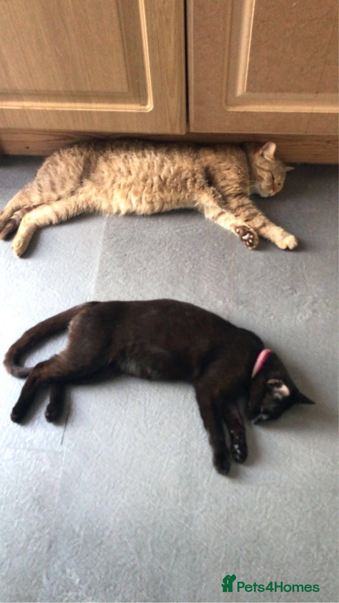 British Shorthair cats for sale: Black British Shorthair Female - Image 7
