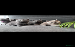 British Shorthair cats for sale: PURE PEDIGREE BSH KITTENS - Image 4