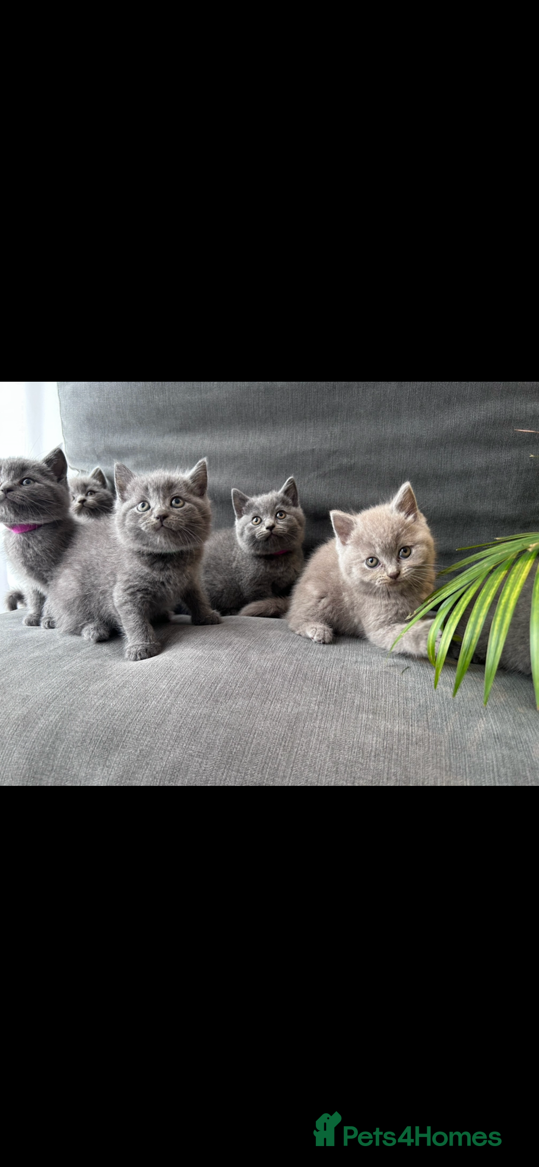 British Shorthair cats for sale: PURE PEDIGREE BSH KITTENS - Image 4