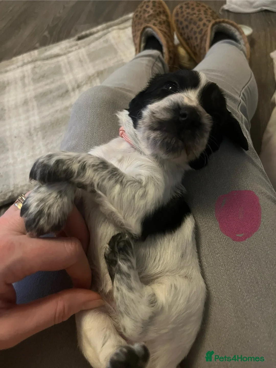 Sprocker dogs for sale: Sprocker spaniel puppies - Advert 11