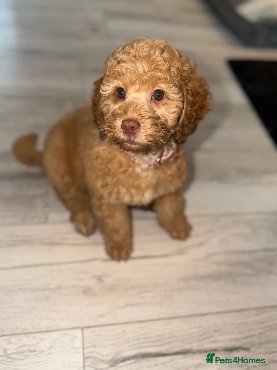 Cockapoo dogs for sale: Female cockapoo - Advert 4
