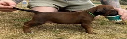 Rhodesian Ridgeback dogs for sale: Rhodesian Ridgeback Puppies born 21st June 2026 - Advert 13